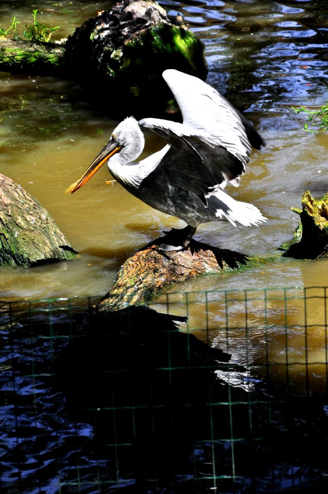 Great White Pelican