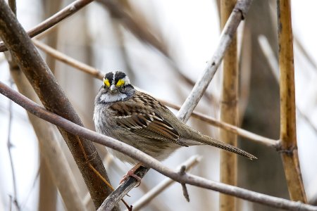 Oiseau (Bruant  Gorge Blanche) 018
