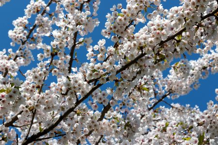 Cherry Blossom photo