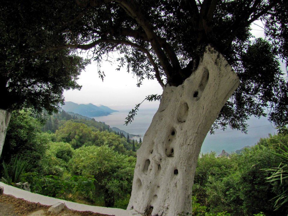 Sky Tree Wood Plant