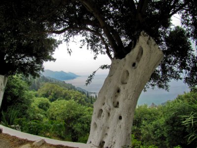 Sky Tree Wood Plant photo