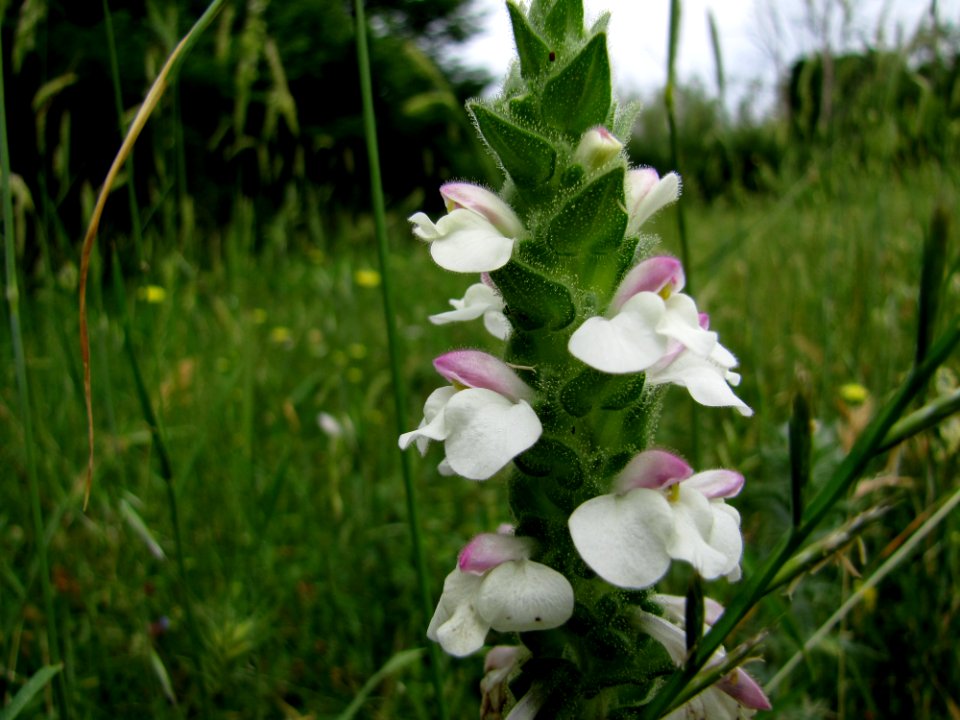 Flower Plant Petal Terrestrial Plant photo