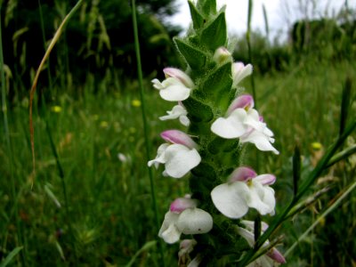 Flower Plant Petal Terrestrial Plant photo