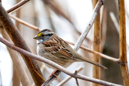 Oiseau (Bruant  Gorge Blanche) 016
