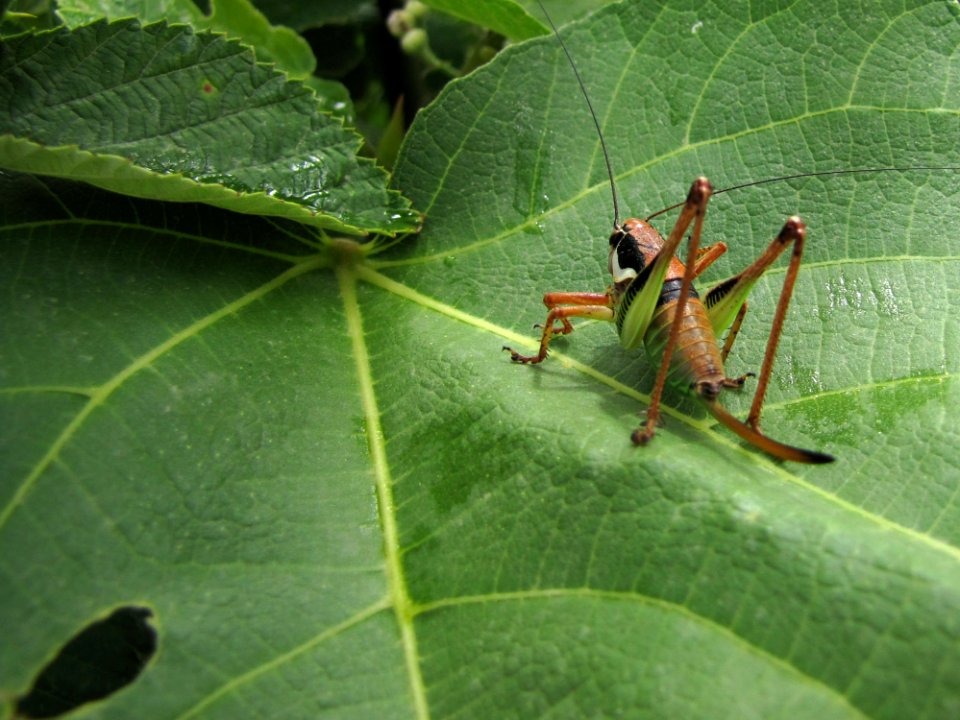 Insect Arthropod Plant Organism