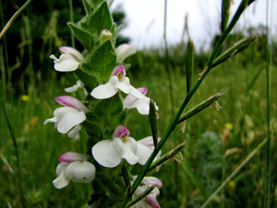 Flower Plant Petal Terrestrial Plant photo