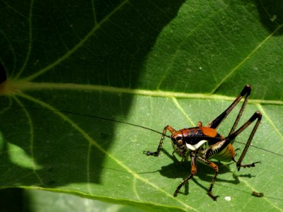 Insect Arthropod Pest Terrestrial Plant