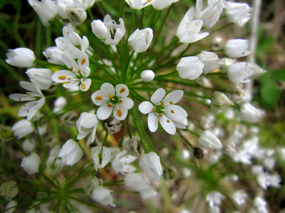 Flower Plant Petal Groundcover