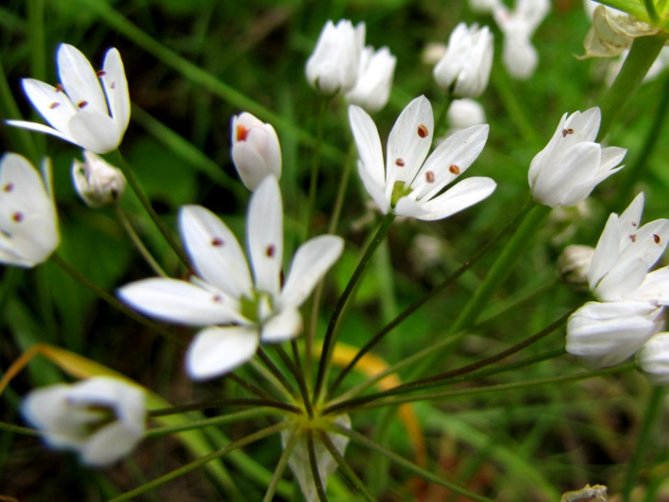 Flower Plant Petal Terrestrial Plant