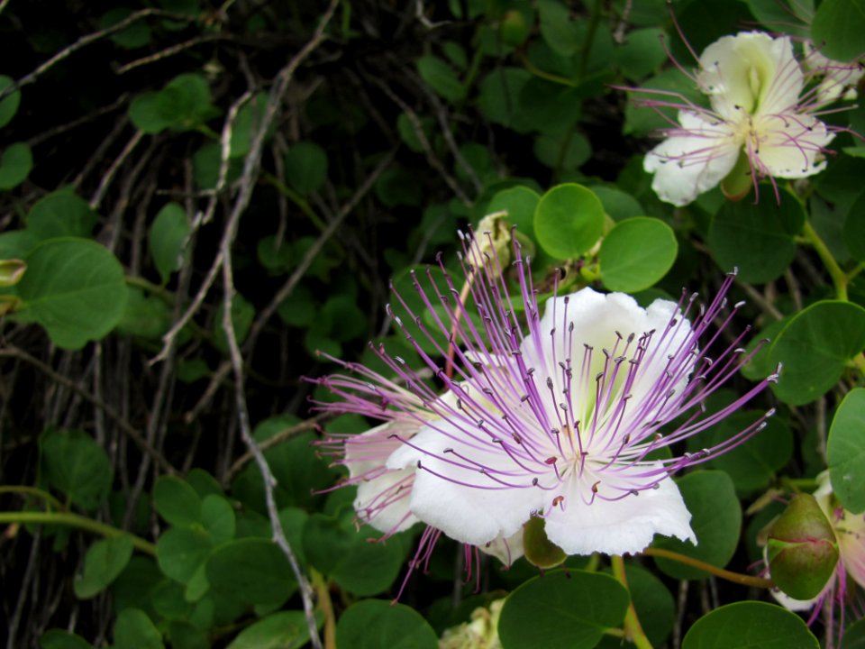 Flower Plant Petal Terrestrial Plant