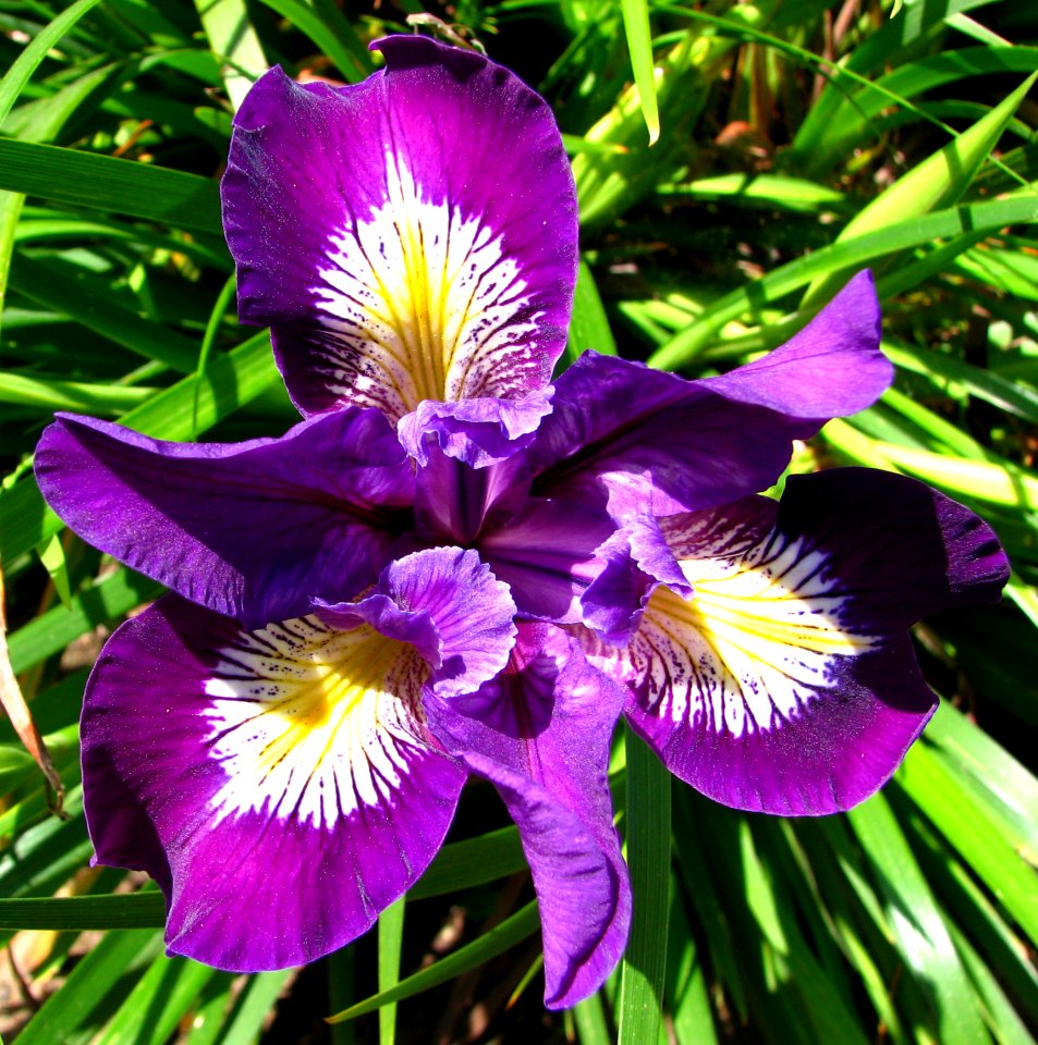 Purple-and-white Dwarf Iris 2 photo