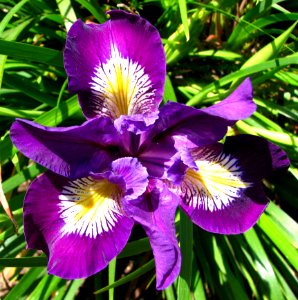 Purple-and-white Dwarf Iris 2
