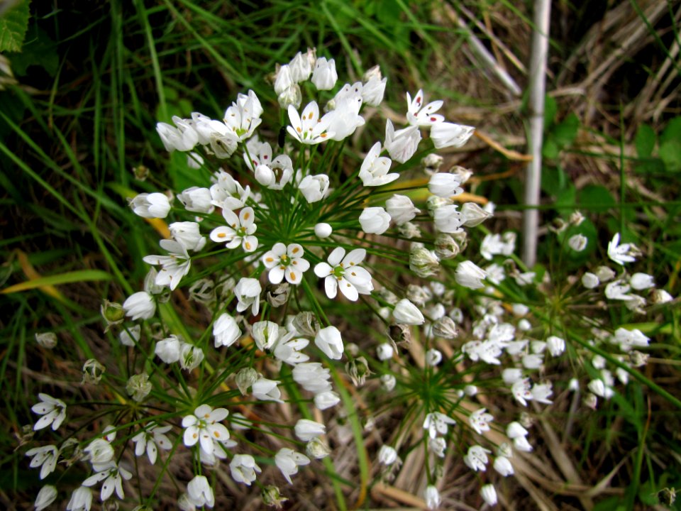 Flower Plant Petal Groundcover