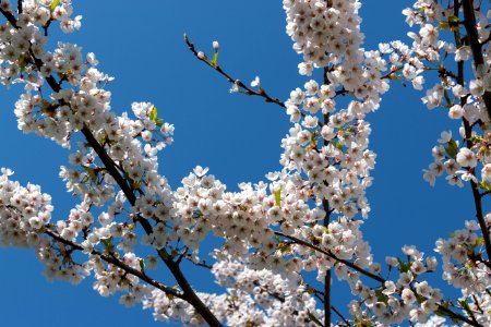 Cherry Blossom photo