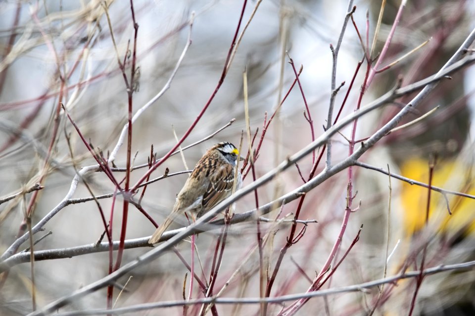 Oiseau (Bruant  Gorge Blanche) 014