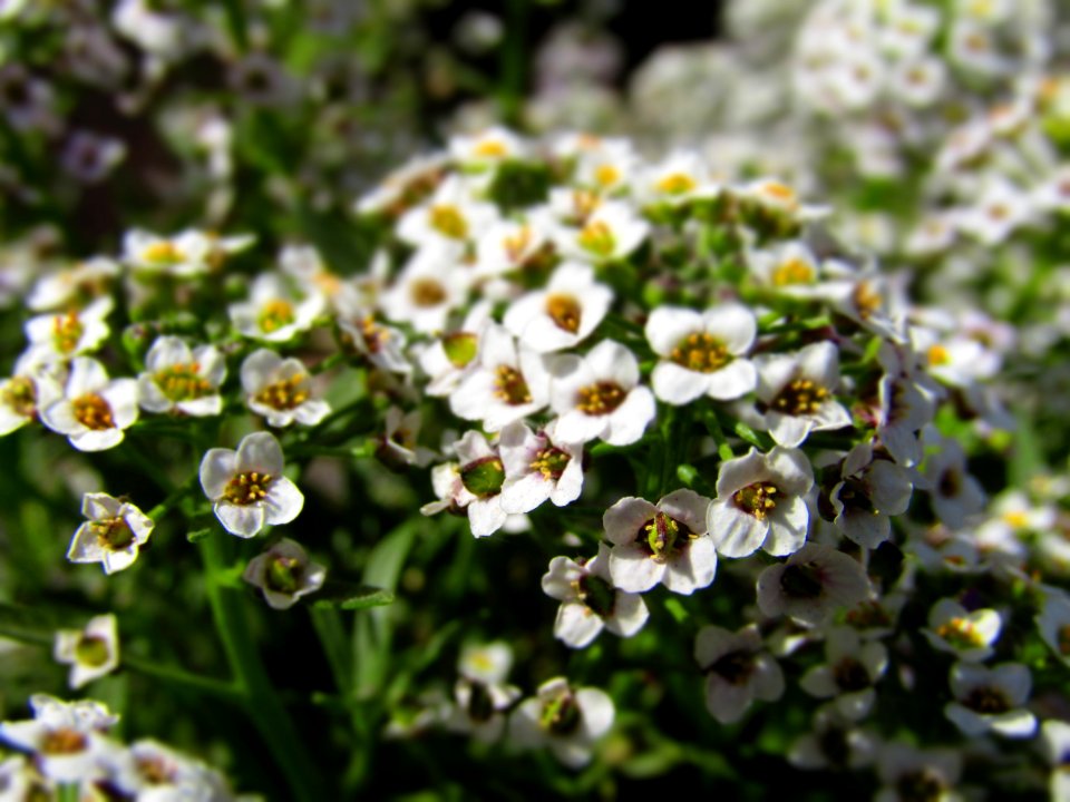 Flower Plant Petal Groundcover