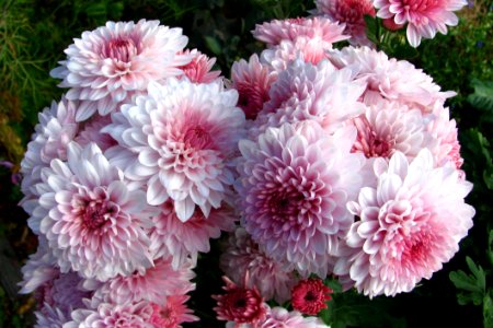 Pink Dahlias