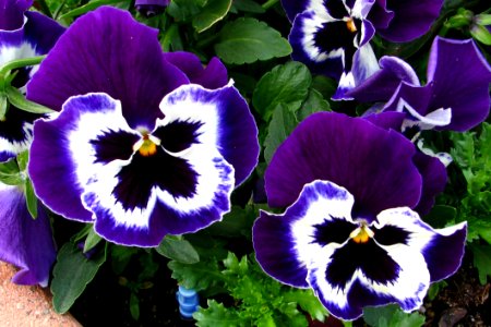 Purple Pansies 2 photo