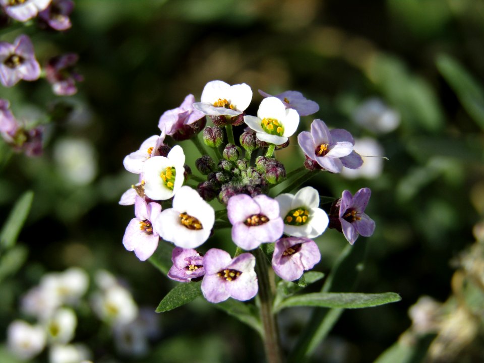 Flower Plant Petal Terrestrial Plant photo