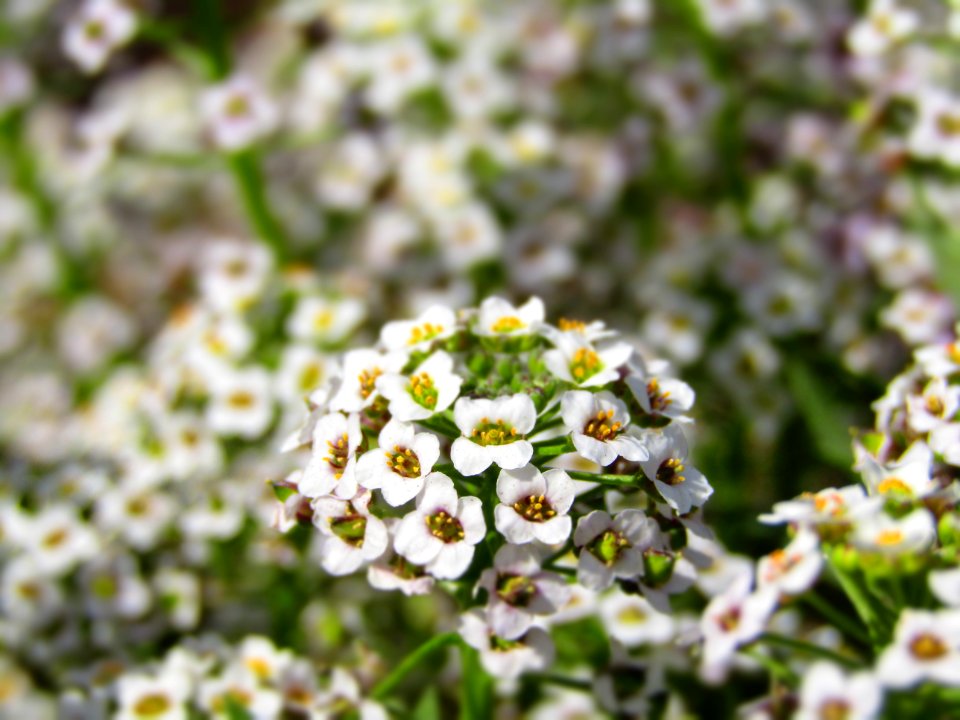 Flower Plant Petal Terrestrial Plant