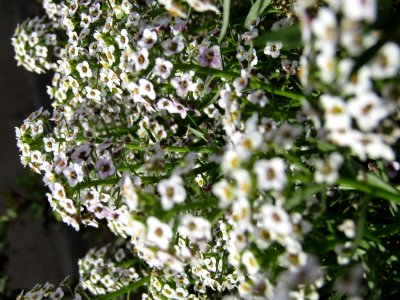 Flower Plant Petal Branch