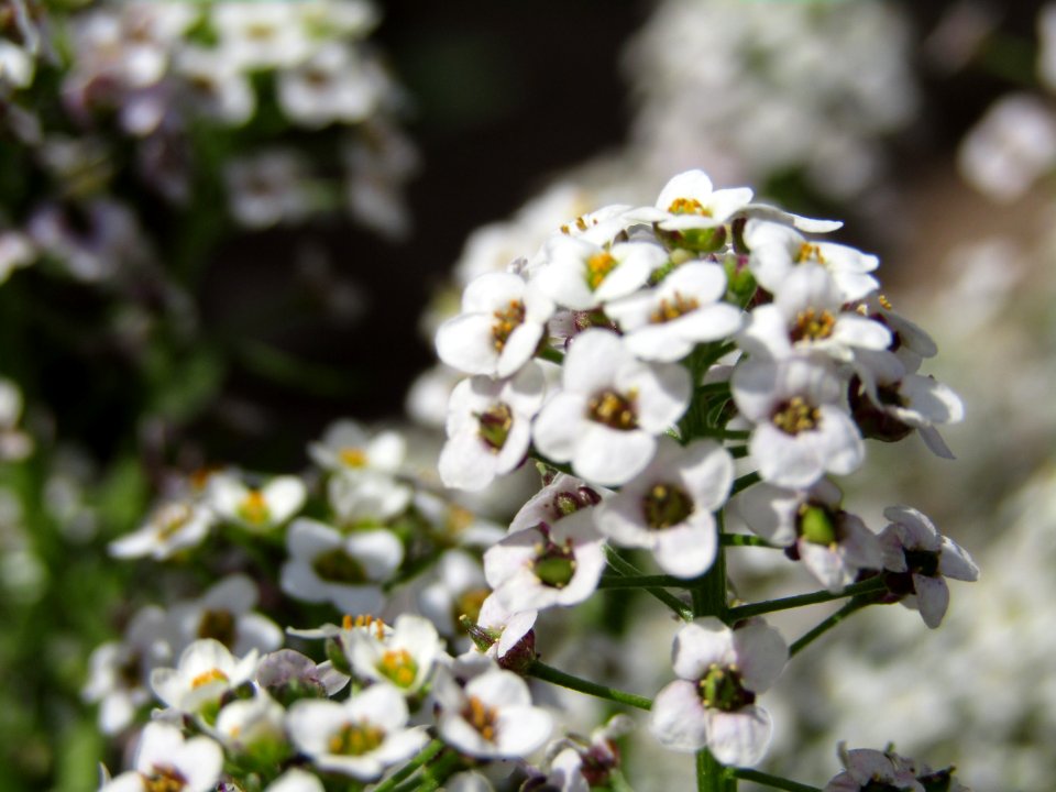 Flower Plant Petal Terrestrial Plant