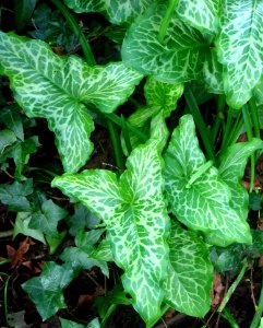 Leaf Butterflies photo