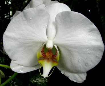 White Orchid photo