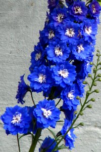 Blue-and-white Delphinium 2
