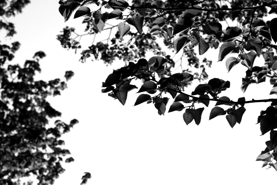 Branches