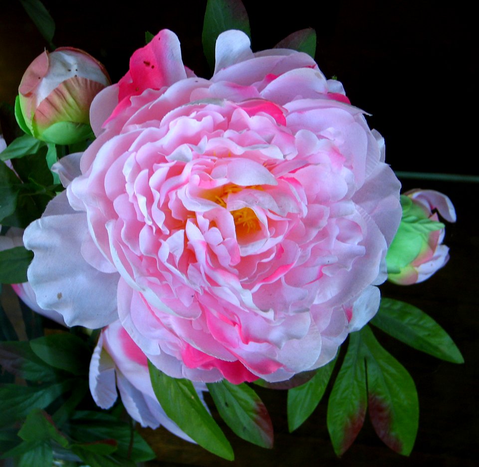 Pink-and-white Camellia 2