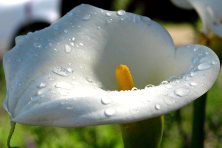 Calla Lily 3 photo