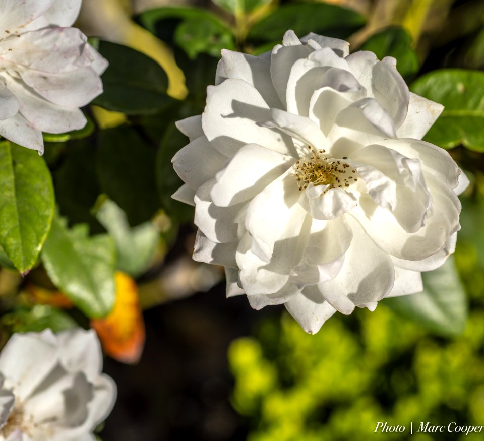 White Shadows