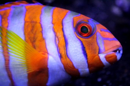 Orange And White Striped Fish