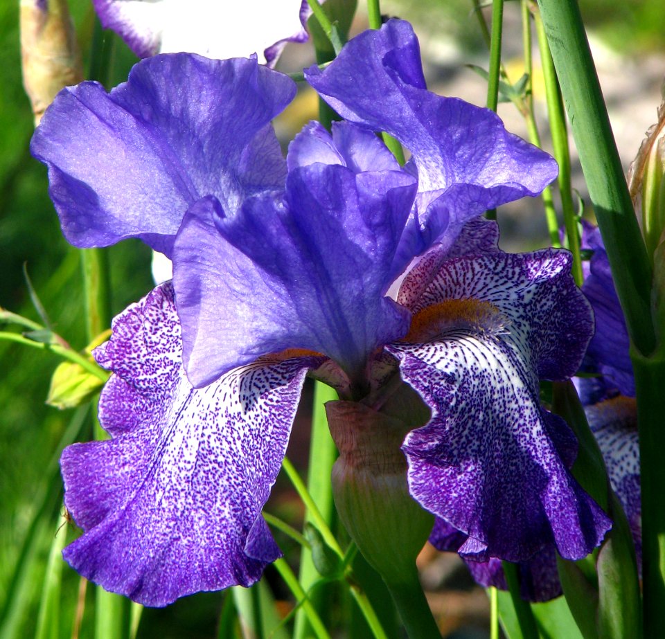 Purple And White Bearded Iris