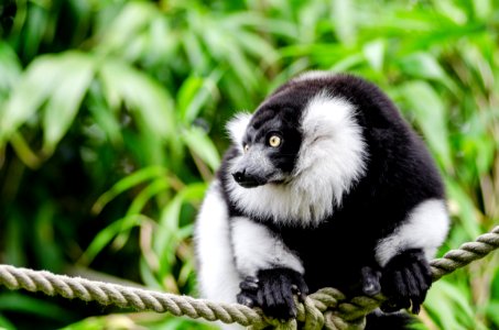 Black-and-white Ruffed Lemur