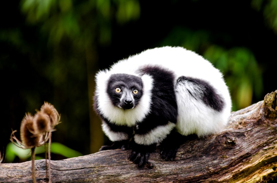 Black And White Ruffed Lemur