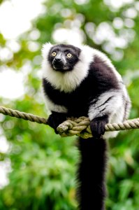Black-and-white Ruffed Lemur