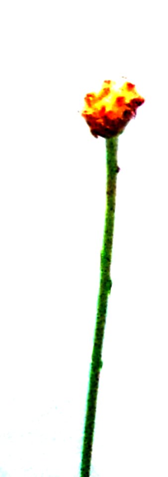 Stem Flower Color 11