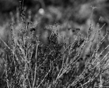 Hollywood Hills Brush