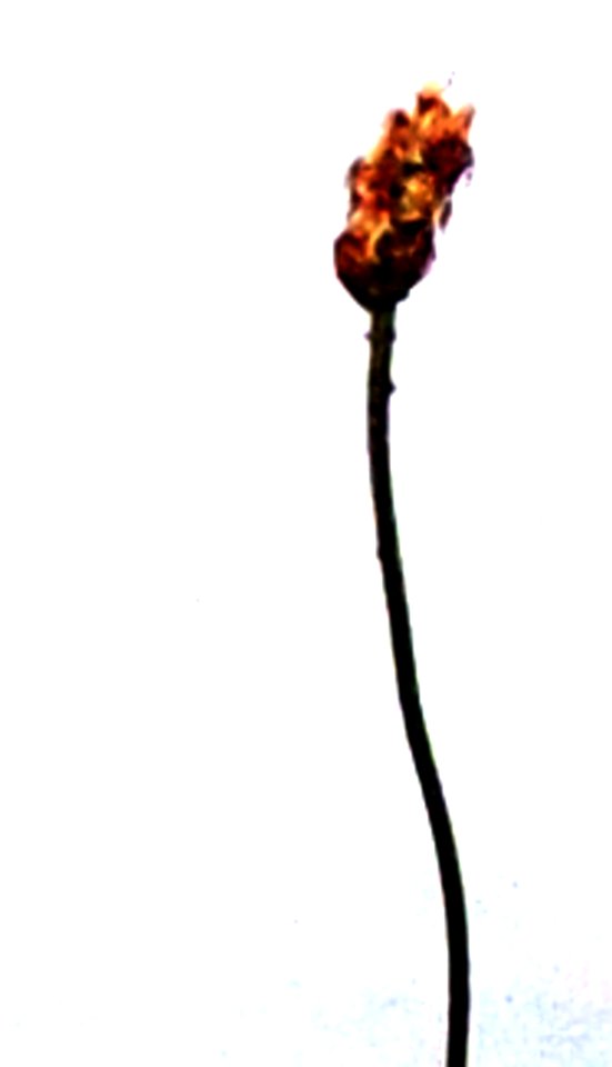 Stem Flower Color 7