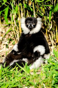 Black-and-white Ruffed Lemur