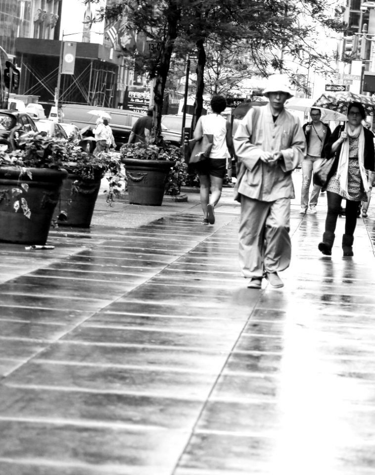 Photograph Plant White Black