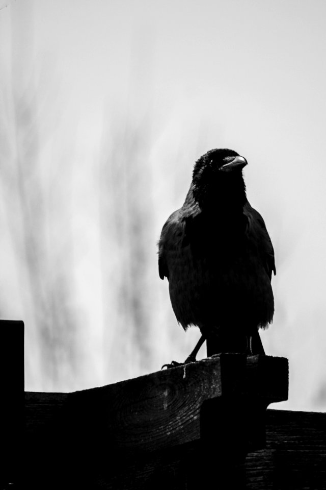 Crow