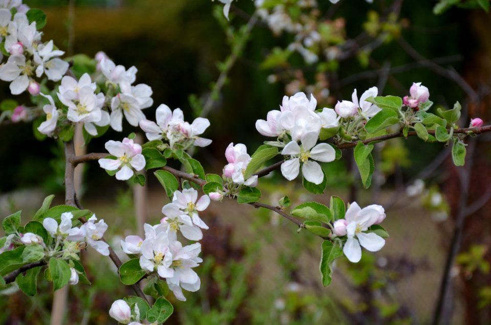 White Flower