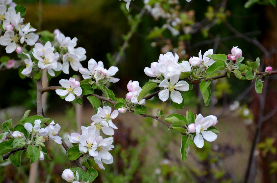 White Flower photo