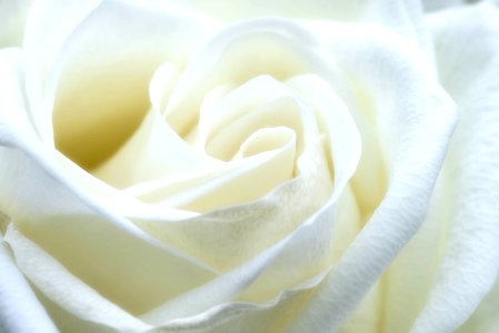 White Rose photo