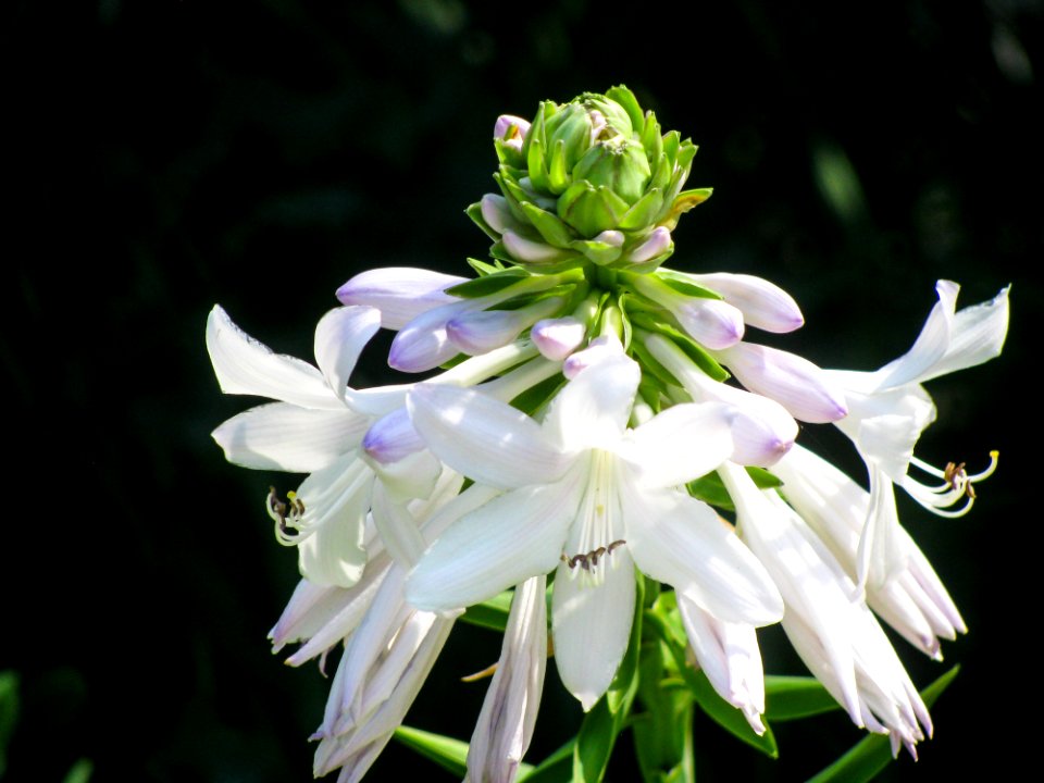 White And Violet Flower Blossoms