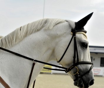 White Horse In Bridle photo