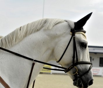 White Horse In Bridle